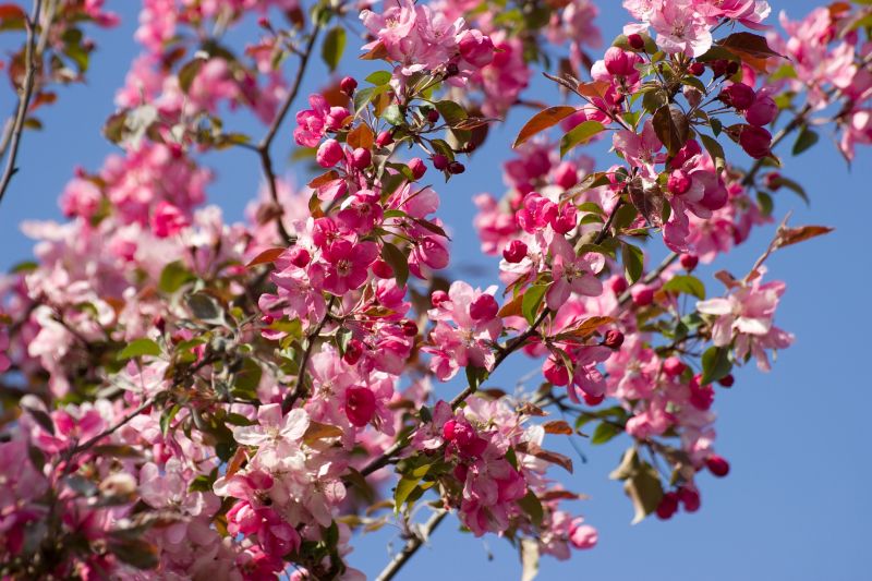 Cherry Tree Planting in Ventura County, CA