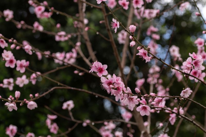Japanese Cherry Tree Planting in Honolulu, HI